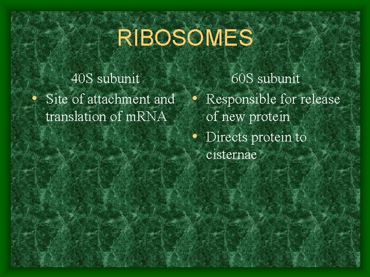 RIBOSOMES 40 S subunit • Site of attachment and translation of m. RNA 60