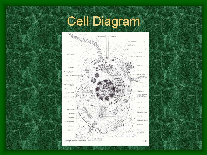 Cell Diagram 
