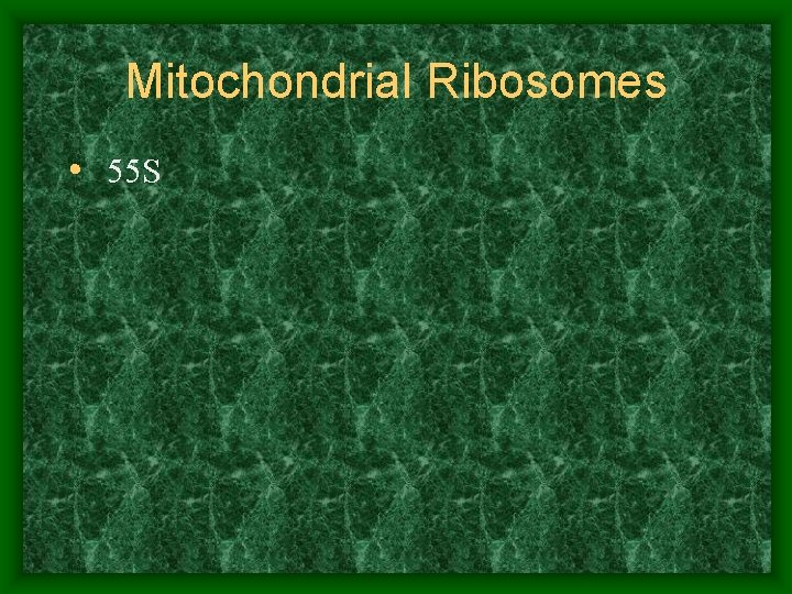 Mitochondrial Ribosomes • 55 S 