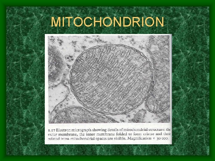 MITOCHONDRION 