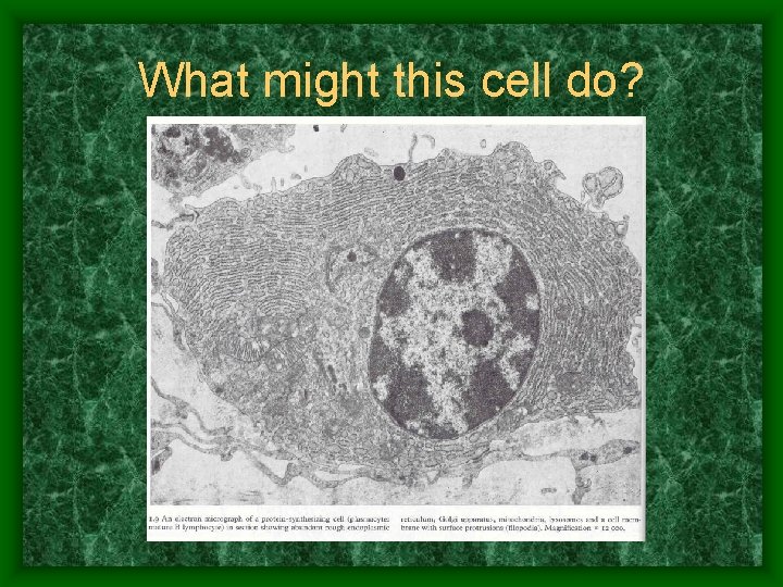 What might this cell do? 