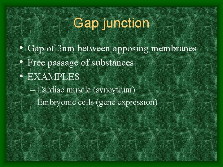 Gap junction • Gap of 3 nm between apposing membranes • Free passage of