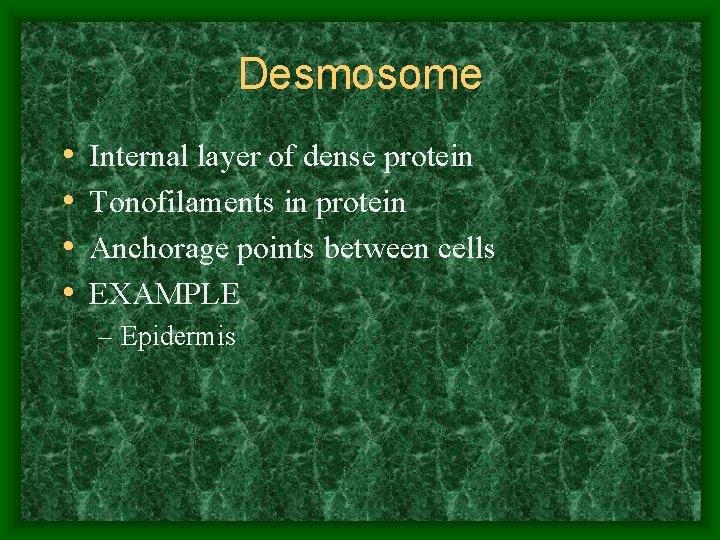Desmosome • • Internal layer of dense protein Tonofilaments in protein Anchorage points between
