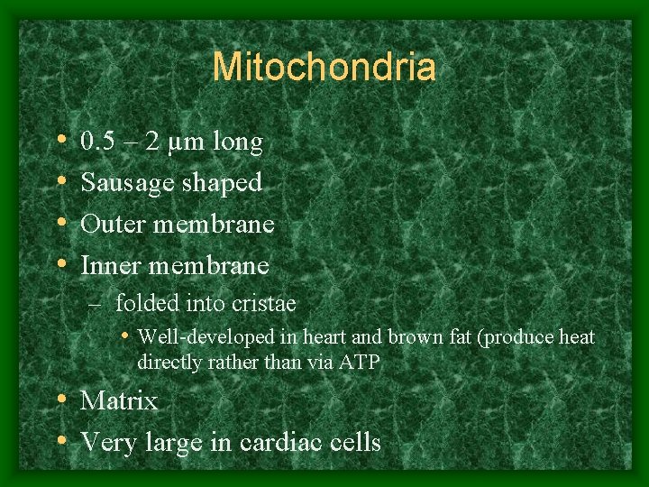 Mitochondria • • 0. 5 – 2 µm long Sausage shaped Outer membrane Inner