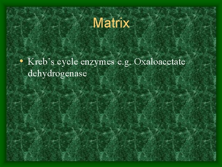 Matrix • Kreb’s cycle enzymes e. g. Oxaloacetate dehydrogenase 