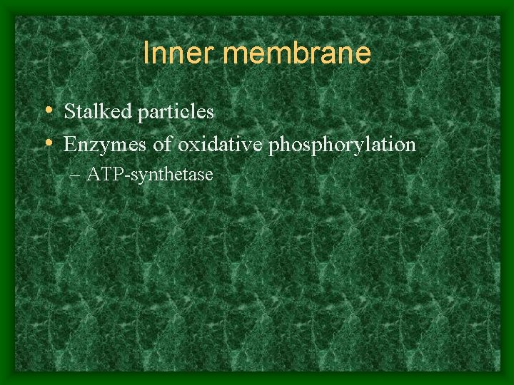 Inner membrane • Stalked particles • Enzymes of oxidative phosphorylation – ATP-synthetase 