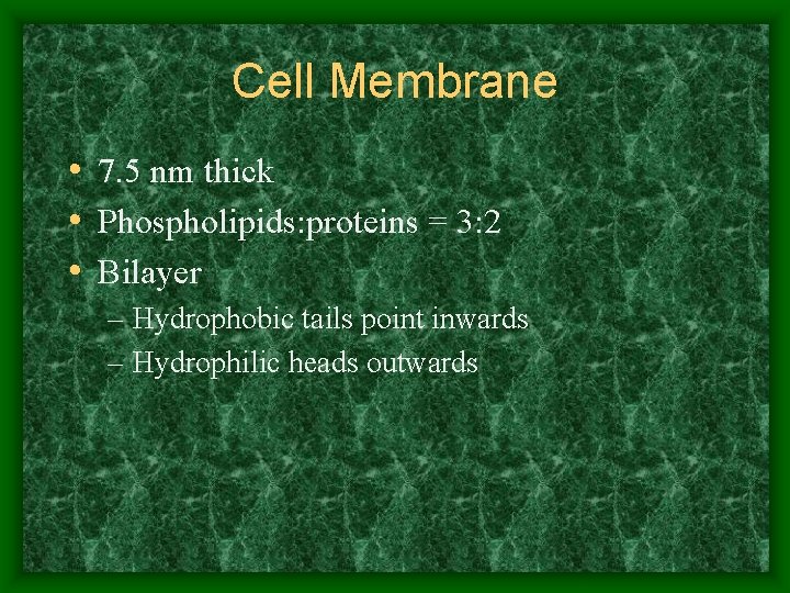 Cell Membrane • 7. 5 nm thick • Phospholipids: proteins = 3: 2 •