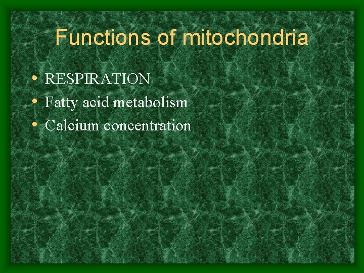 Functions of mitochondria • RESPIRATION • Fatty acid metabolism • Calcium concentration 