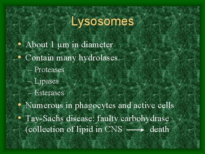 Lysosomes • About 1 µm in diameter • Contain many hydrolases – Proteases –