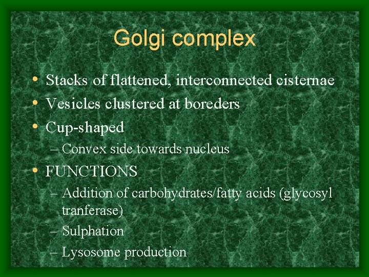 Golgi complex • Stacks of flattened, interconnected cisternae • Vesicles clustered at boreders •