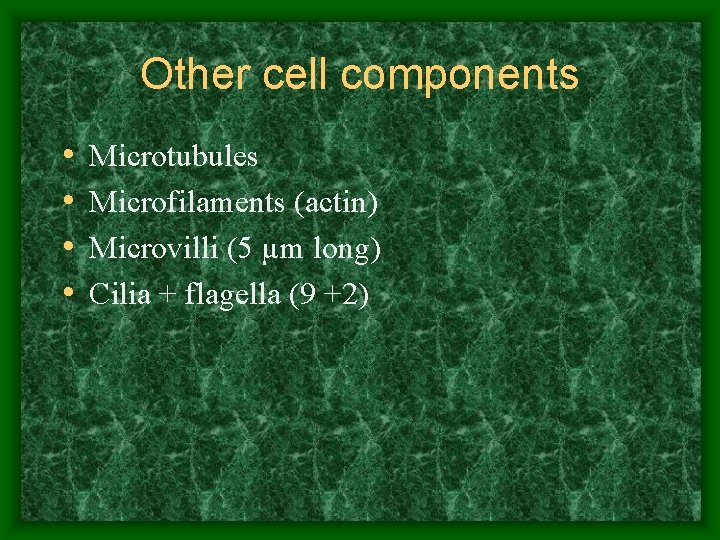 Other cell components • • Microtubules Microfilaments (actin) Microvilli (5 µm long) Cilia +