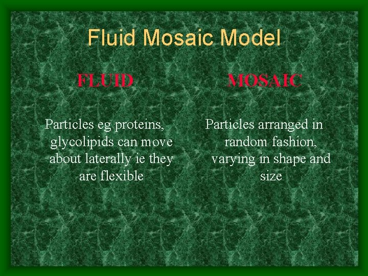 Fluid Mosaic Model FLUID Particles eg proteins, glycolipids can move about laterally ie they