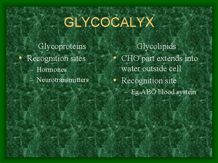 GLYCOCALYX Glycoproteins • Recognition sites – Hormones – Neurotransmitters Glycolipids • CHO part extends