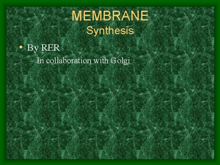 MEMBRANE Synthesis • By RER – In collaboration with Golgi 