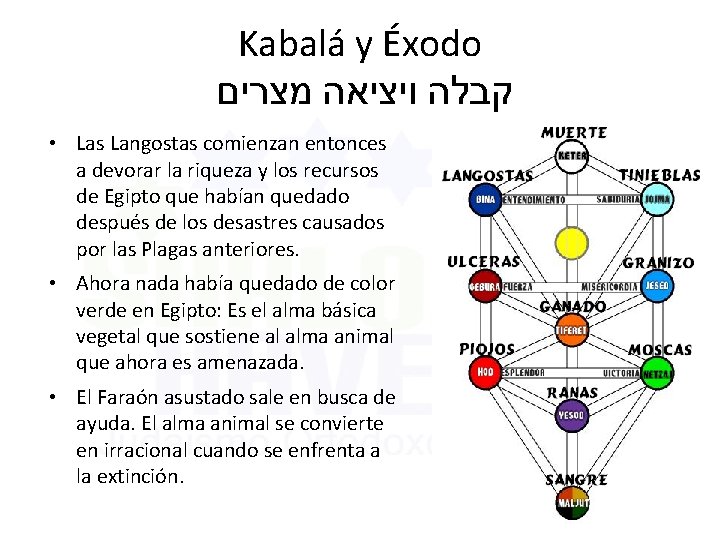 Kabalá y Éxodo קבלה ויציאה מצרים • Las Langostas comienzan entonces a devorar la