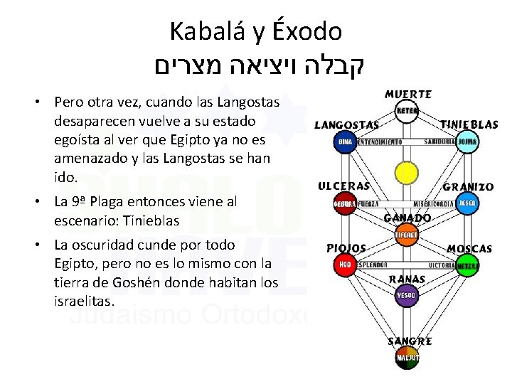 Kabalá y Éxodo קבלה ויציאה מצרים • Pero otra vez, cuando las Langostas desaparecen