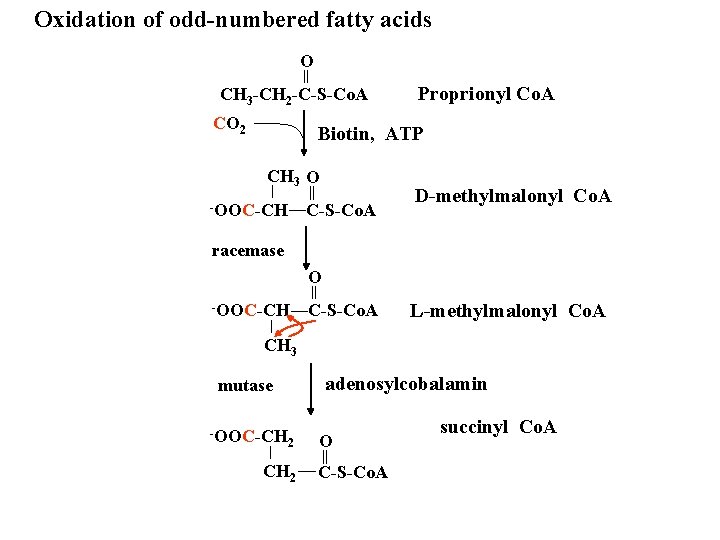Oxidation of odd-numbered fatty acids O CH 3 -CH 2 -C-S-Co. A CO 2