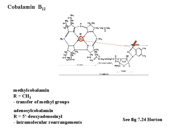 Cobalamin B 12 methylcobalamin R = CH 3 - transfer of methyl groups adenosylcobalamin