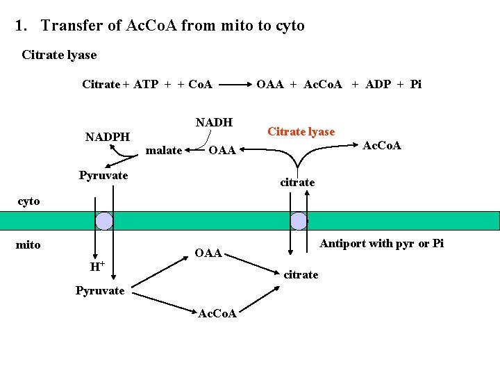 1. Transfer of Ac. Co. A from mito to cyto Citrate lyase Citrate +