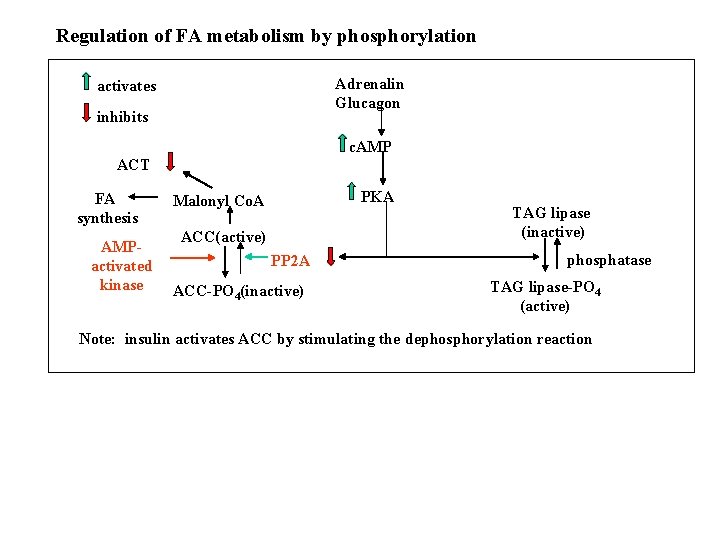 Regulation of FA metabolism by phosphorylation Adrenalin Glucagon activates inhibits c. AMP ACT FA