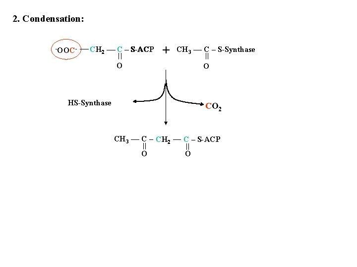 2. Condensation: -OOC- CH 2 C – S-ACP + CH 3 O C –