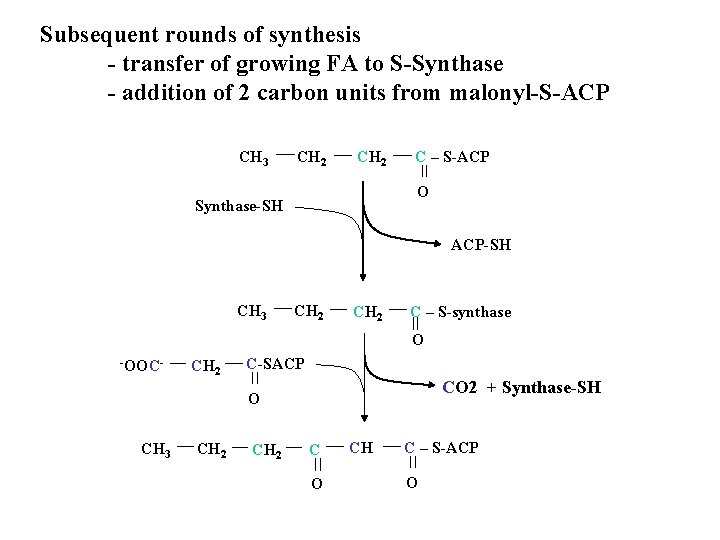 Subsequent rounds of synthesis - transfer of growing FA to S-Synthase - addition of
