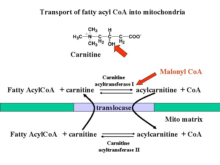Transport of fatty acyl Co. A into mitochondria Carnitine Fatty Acyl. Co. A +