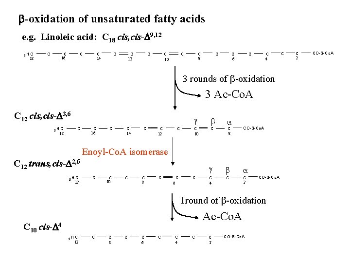b-oxidation of unsaturated fatty acids e. g. Linoleic acid: C 18 cis, cis-D 9,