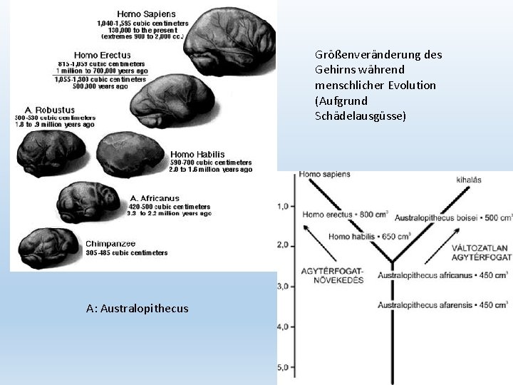 Größenveränderung des Gehirns während menschlicher Evolution (Aufgrund Schädelausgüsse) A: Australopithecus 