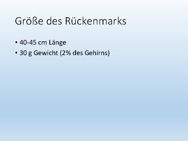 Größe des Rückenmarks • 40 -45 cm Länge • 30 g Gewicht (2% des