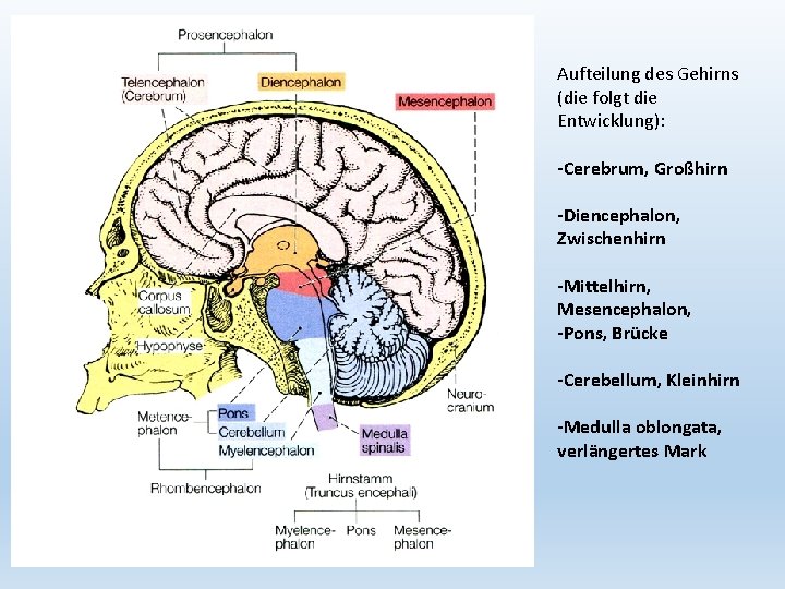 Aufteilung des Gehirns (die folgt die Entwicklung): -Cerebrum, Großhirn -Diencephalon, Zwischenhirn -Mittelhirn, Mesencephalon, -Pons,