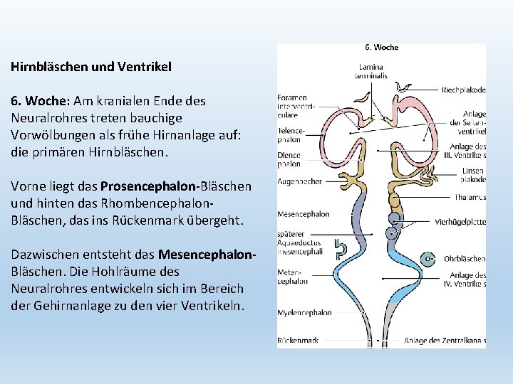 Hirnbläschen und Ventrikel 6. Woche: Am kranialen Ende des Neuralrohres treten bauchige Vorwölbungen als