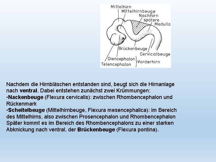 Nachdem die Hirnbläschen entstanden sind, beugt sich die Hirnanlage nach ventral. Dabei entstehen zunächst