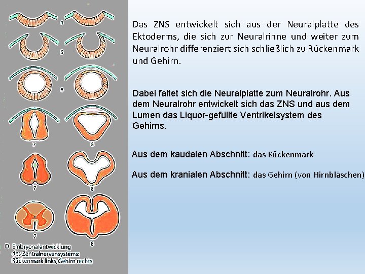 Das ZNS entwickelt sich aus der Neuralplatte des Ektoderms, die sich zur Neuralrinne und