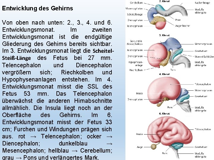 Entwicklung des Gehirns Von oben nach unten: 2. , 3. , 4. und 6.