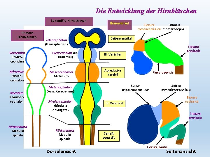 Die Entwicklung der Hirnbläschen Sekundäre Hirnbläschen Primäre Hirnbläschen Vorderhirn Prosencephalon Mittelhirn Mesencephalon Nachhirn Rhombencephalon