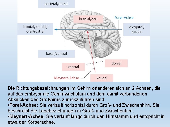 Die Richtungsbezeichnungen im Gehirn orientieren sich an 2 Achsen, die auf das embryonale Gehirnwachstum