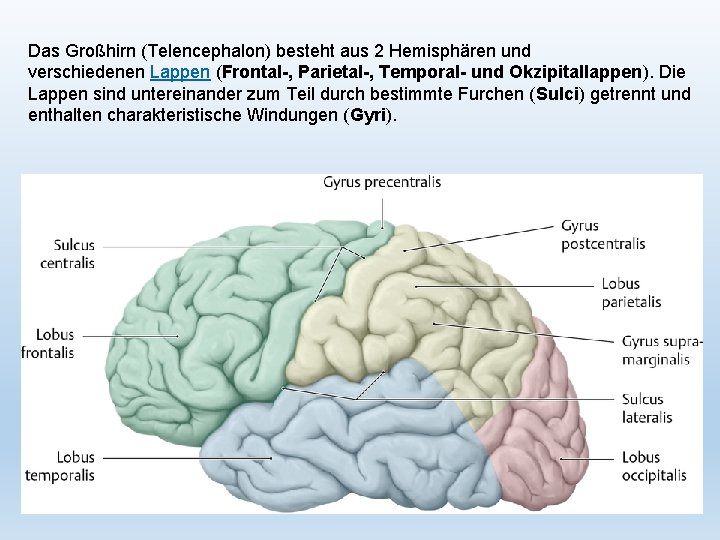 Das Großhirn (Telencephalon) besteht aus 2 Hemisphären und verschiedenen Lappen (Frontal-, Parietal-, Temporal- und