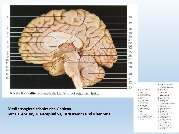 Mediansagittalschnitt des Gehirns mit Cerebrum, Diencephalon, Hirnstamm und Kleinhirn 