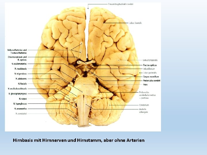 Hirnbasis mit Hirnnerven und Hirnstamm, aber ohne Arterien 