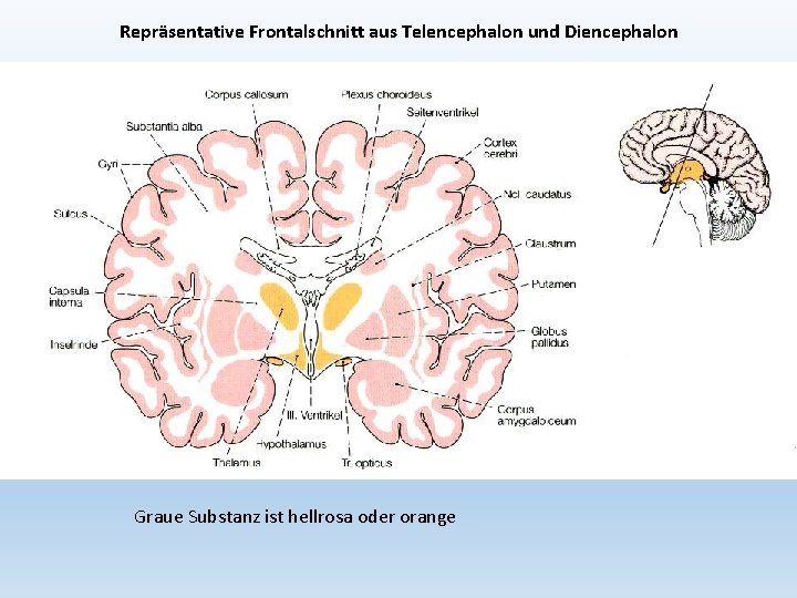 Repräsentative Frontalschnitt aus Telencephalon und Diencephalon Graue Substanz ist hellrosa oder orange 