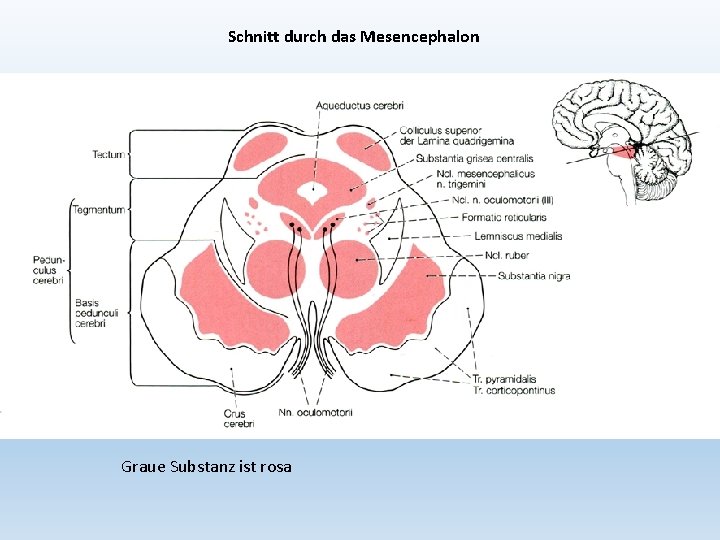 Schnitt durch das Mesencephalon Graue Substanz ist rosa 