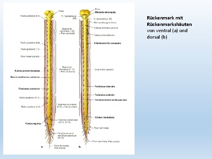 Rückenmark mit Rückenmarkshäuten von ventral (a) und dorsal (b) 