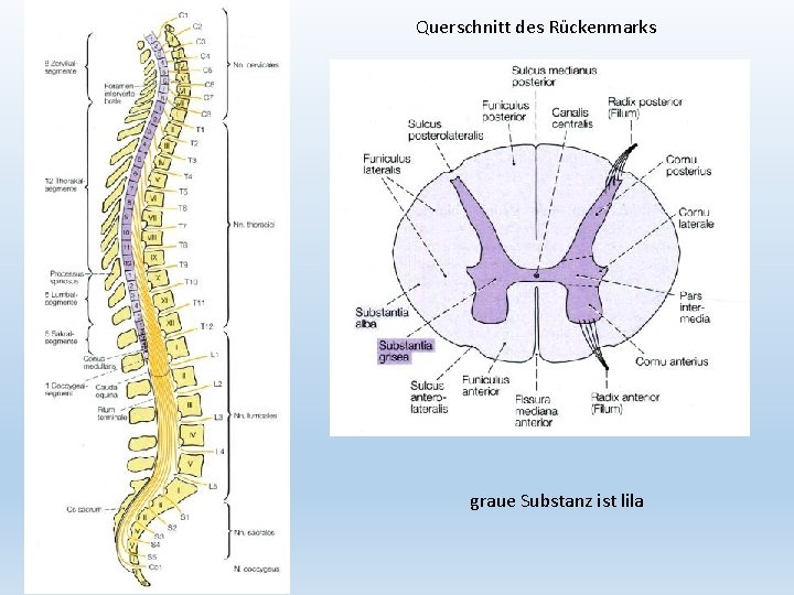 Querschnitt des Rückenmarks graue Substanz ist lila 