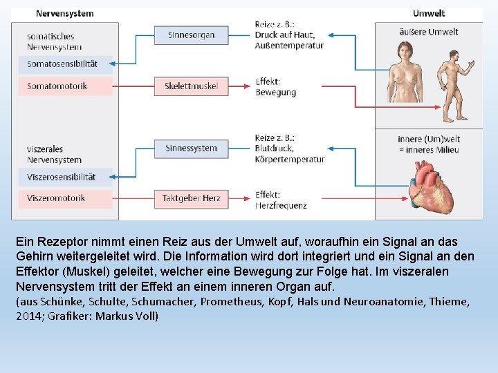 Ein Rezeptor nimmt einen Reiz aus der Umwelt auf, woraufhin ein Signal an das