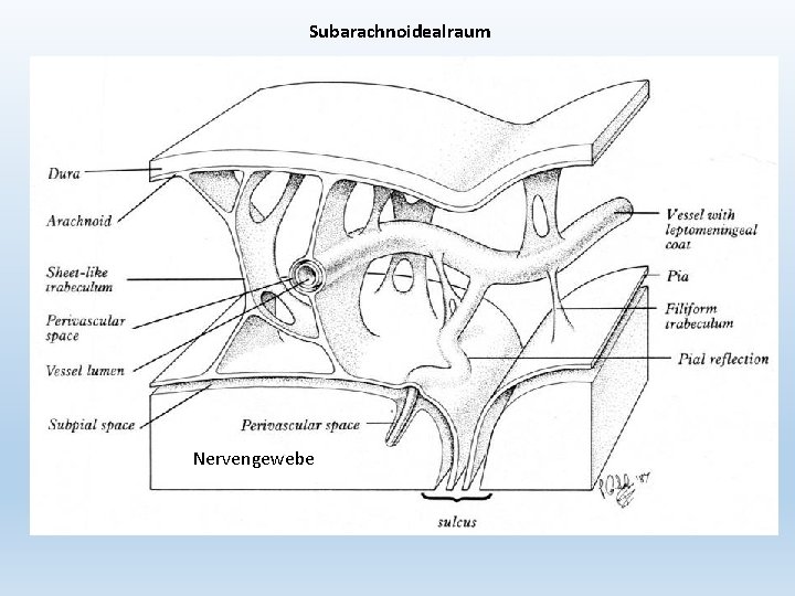 Subarachnoidealraum Nervengewebe 