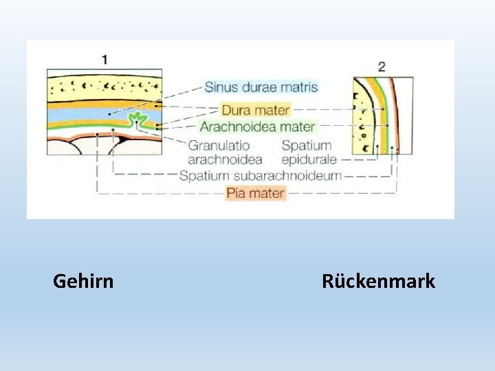 Gehirn Rückenmark 