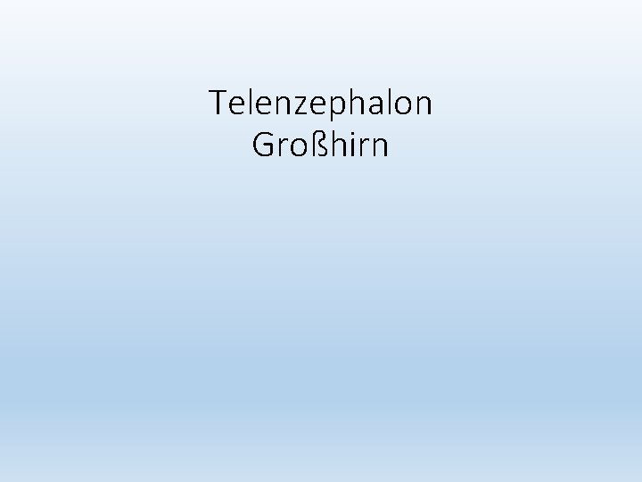 Telenzephalon Großhirn 