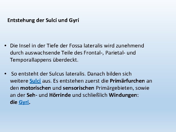 Entstehung der Sulci und Gyri • Die Insel in der Tiefe der Fossa lateralis