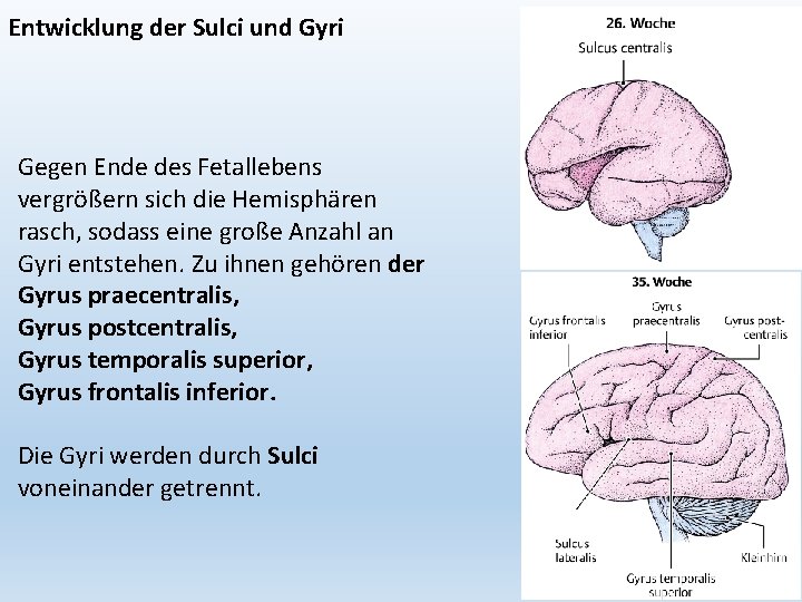 Entwicklung der Sulci und Gyri Gegen Ende des Fetallebens vergrößern sich die Hemisphären rasch,